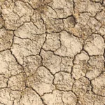 Japan backs development of climate-resilient crop varieties