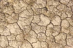 Japan backs development of climate-resilient crop varieties